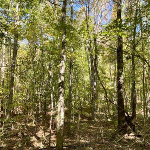 Photo #35 of SOLD property in Off Turkey Track Farms Trail, Nathalie, VA 20.1 acres