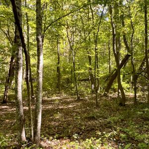Photo #36 of SOLD property in Off Turkey Track Farms Trail, Nathalie, VA 20.1 acres