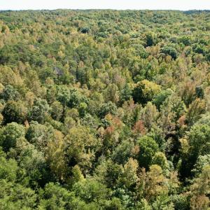 Photo #7 of SOLD property in Off Turkey Track Farms Trail, Nathalie, VA 20.1 acres