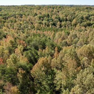 Photo #9 of SOLD property in Off Turkey Track Farms Trail, Nathalie, VA 20.1 acres