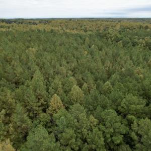 Photo #12 of SOLD property in 627 Sports Lake Road, New Canton, VA 42.6 acres