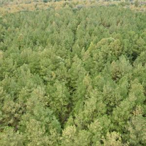 Photo #15 of SOLD property in 627 Sports Lake Road, New Canton, VA 42.6 acres