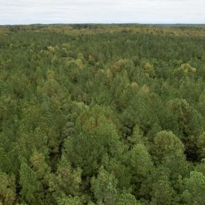 Photo #21 of SOLD property in 627 Sports Lake Road, New Canton, VA 42.6 acres
