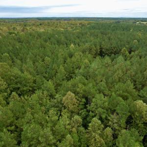 Photo #32 of SOLD property in 627 Sports Lake Road, New Canton, VA 42.6 acres