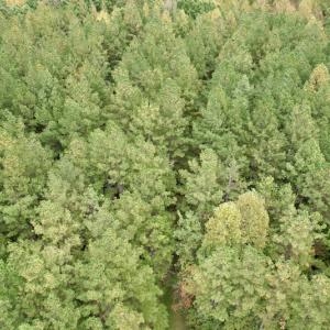 Photo #40 of SOLD property in 627 Sports Lake Road, New Canton, VA 42.6 acres