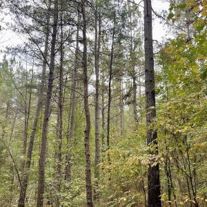 Photo #47 of SOLD property in 627 Sports Lake Road, New Canton, VA 42.6 acres