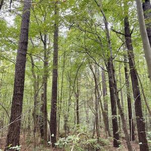 Photo #48 of SOLD property in 627 Sports Lake Road, New Canton, VA 42.6 acres