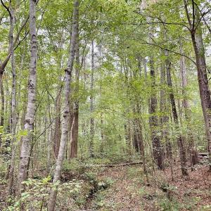 Photo #49 of SOLD property in 627 Sports Lake Road, New Canton, VA 42.6 acres
