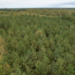 Photo #9 of SOLD property in 627 Sports Lake Road, New Canton, VA 42.6 acres