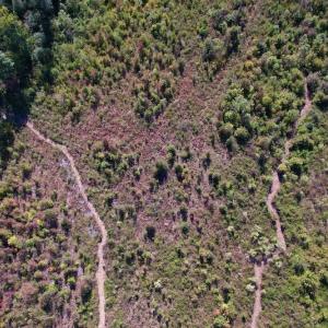Photo #17 of SOLD property in Off Warrenton-Embro Road, Warrenton, NC 38.0 acres