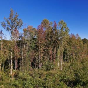 Photo #16 of SOLD property in Off Rowe Road, Warrenton, NC 15.0 acres
