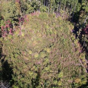 Photo #19 of SOLD property in Off Rowe Road, Warrenton, NC 15.0 acres