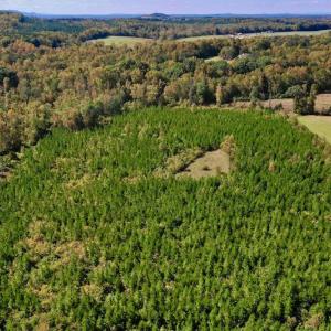 Photo #11 of SOLD property in Off Shared Lane, Bedford, VA 79.0 acres