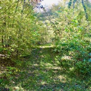 Photo #20 of SOLD property in Off Shared Lane, Bedford, VA 79.0 acres
