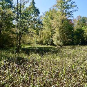 Photo #23 of SOLD property in Off Shared Lane, Bedford, VA 79.0 acres