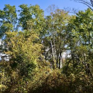 Photo #24 of SOLD property in Off Shared Lane, Bedford, VA 79.0 acres