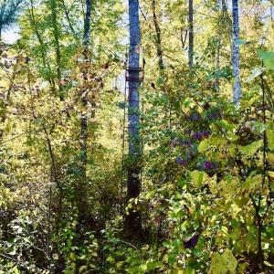 Photo #25 of SOLD property in Off Shared Lane, Bedford, VA 79.0 acres