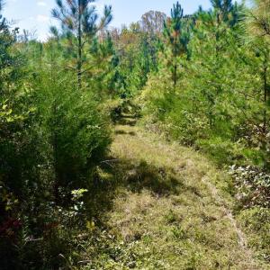 Photo #27 of SOLD property in Off Shared Lane, Bedford, VA 79.0 acres
