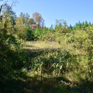 Photo #37 of SOLD property in Off Shared Lane, Bedford, VA 79.0 acres
