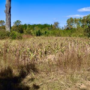 Photo #43 of SOLD property in Off Shared Lane, Bedford, VA 79.0 acres