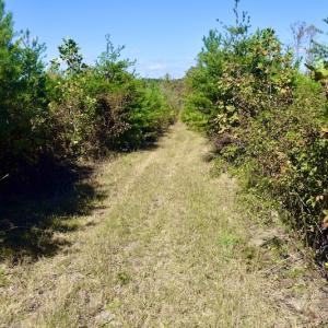 Photo #47 of SOLD property in Off Shared Lane, Bedford, VA 79.0 acres