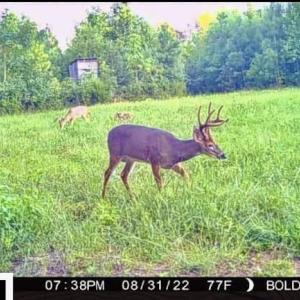 Photo #49 of SOLD property in Off Shared Lane, Bedford, VA 79.0 acres