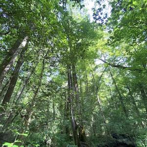 Photo #34 of SOLD property in 4372 Deer Forest Road, Suffolk, VA 68.0 acres