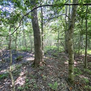 Photo #36 of SOLD property in 4372 Deer Forest Road, Suffolk, VA 68.0 acres