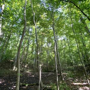 Photo #37 of SOLD property in 4372 Deer Forest Road, Suffolk, VA 68.0 acres