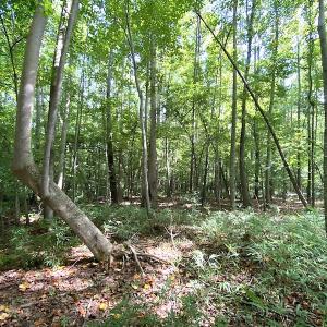 Photo #38 of SOLD property in 4372 Deer Forest Road, Suffolk, VA 68.0 acres