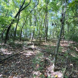 Photo #39 of SOLD property in 4372 Deer Forest Road, Suffolk, VA 68.0 acres