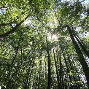 Photo #40 of SOLD property in 4372 Deer Forest Road, Suffolk, VA 68.0 acres
