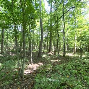 Photo #41 of SOLD property in 4372 Deer Forest Road, Suffolk, VA 68.0 acres
