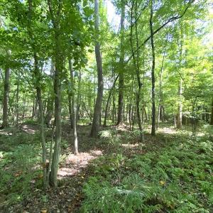Photo #41 of SOLD property in 4372 Deer Forest Road, Suffolk, VA 68.0 acres