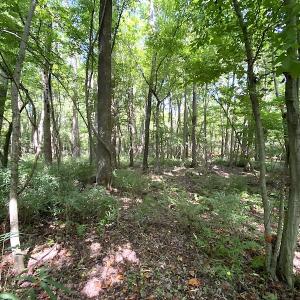 Photo #42 of SOLD property in 4372 Deer Forest Road, Suffolk, VA 68.0 acres