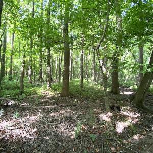 Photo #44 of SOLD property in 4372 Deer Forest Road, Suffolk, VA 68.0 acres