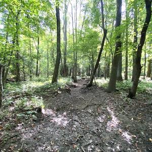 Photo #45 of SOLD property in 4372 Deer Forest Road, Suffolk, VA 68.0 acres