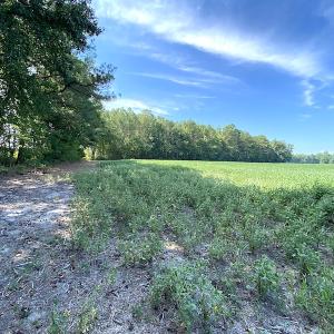 Photo #48 of SOLD property in 4372 Deer Forest Road, Suffolk, VA 68.0 acres