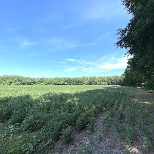 Photo #50 of SOLD property in 4372 Deer Forest Road, Suffolk, VA 68.0 acres