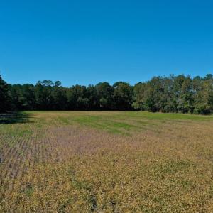 Photo #14 of SOLD property in Off Levi Drive, Ayden, NC 7.0 acres
