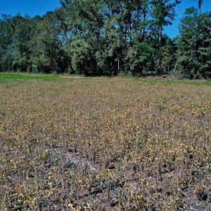 Photo #21 of SOLD property in Off Levi Drive, Ayden, NC 7.0 acres