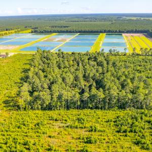 Photo #8 of SOLD property in Off Spring Creek Road, Aurora, NC 15.1 acres