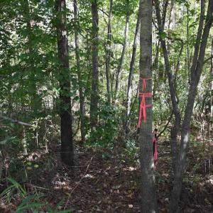 Photo #7 of SOLD property in Off Saint Brides Road West, Chesapeake, VA 16.0 acres