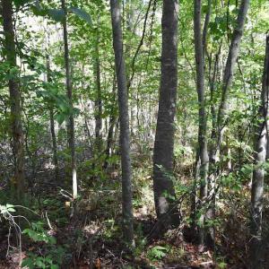 Photo #8 of SOLD property in Off Saint Brides Road West, Chesapeake, VA 16.0 acres