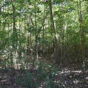 Photo #10 of SOLD property in Off Saint Brides Road West, Chesapeake, VA 16.0 acres