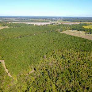Photo #11 of SOLD property in Off Bryant Farm Road, Tarboro, NC 122.0 acres