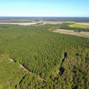 Photo #12 of SOLD property in Off Bryant Farm Road, Tarboro, NC 122.0 acres