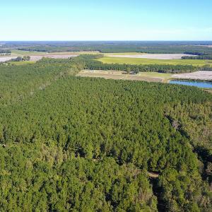 Photo #13 of SOLD property in Off Bryant Farm Road, Tarboro, NC 122.0 acres