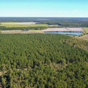 Photo #14 of SOLD property in Off Bryant Farm Road, Tarboro, NC 122.0 acres