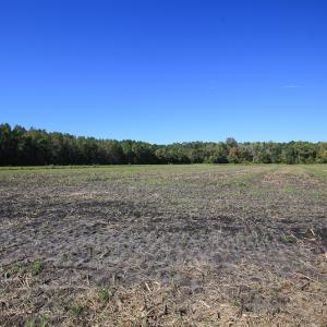 Photo #21 of SOLD property in Off Bryant Farm Road, Tarboro, NC 122.0 acres